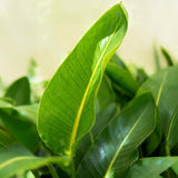 Strelitzia Nicolai - Paradijsvogelbloem - Weinig onderhoud - Groen - 1 Plant - met Potter Grijs - Pot 21cm - Hoogte 110-120cm