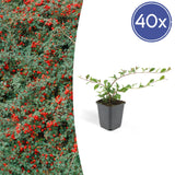 40x Cotoneaster dammeri - ↕10-25cm - Ø9cm
