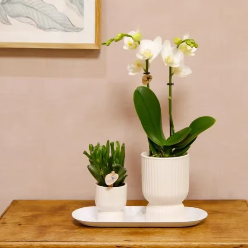 Giftset Diabolo wit | Witte Amabilis orchidee 9cm + groene plant incl. witte sierpotten & ovaal dienblad