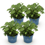 Green boutiQ - Tuinplant - Hydrangea Endles Summer The Bride - Hortensia - Winterhard - Wit - 4 Planten - Pot 14cm - Hoogte 20-25cm