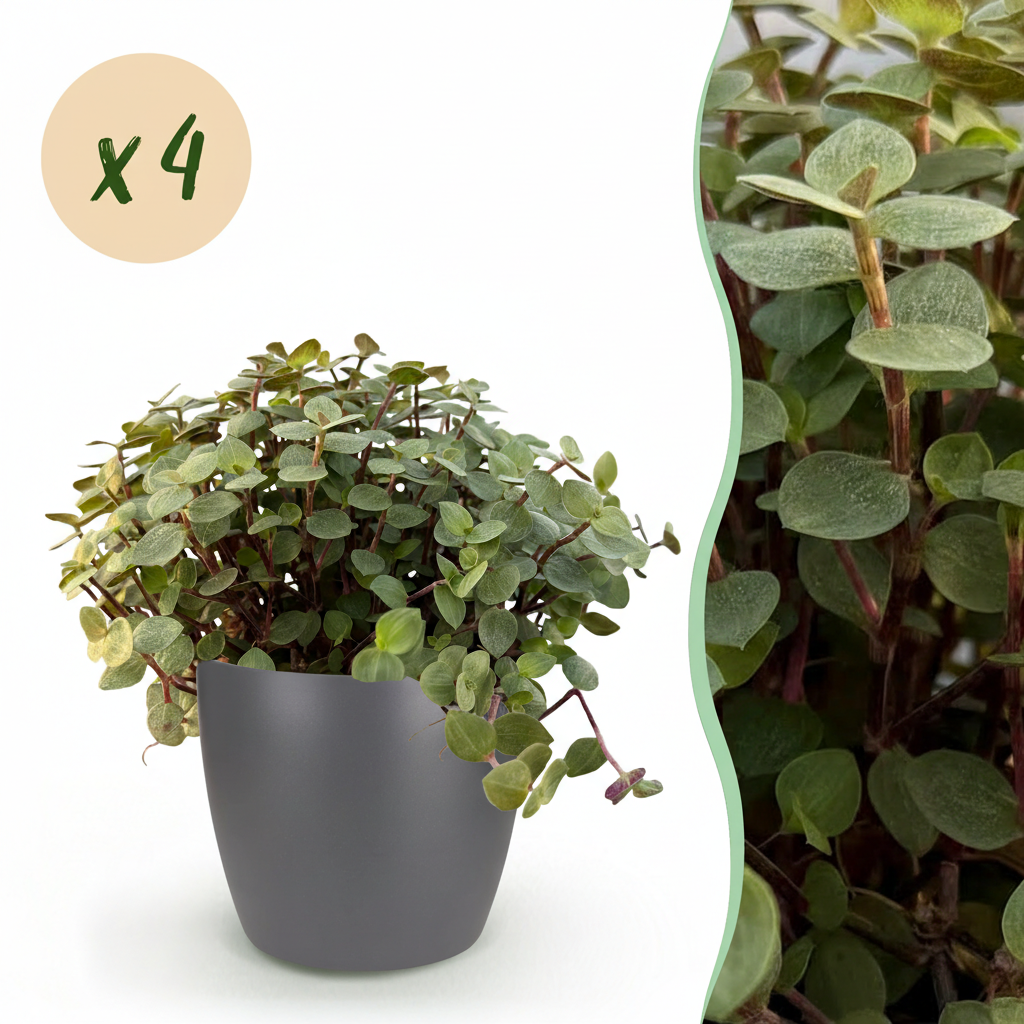 Calissia repens - Kattengras - Huisdiervriendelijk - Groen - 4 Planten - met Potter Grijs - Pot 12cm - Hoogte 17-20cm