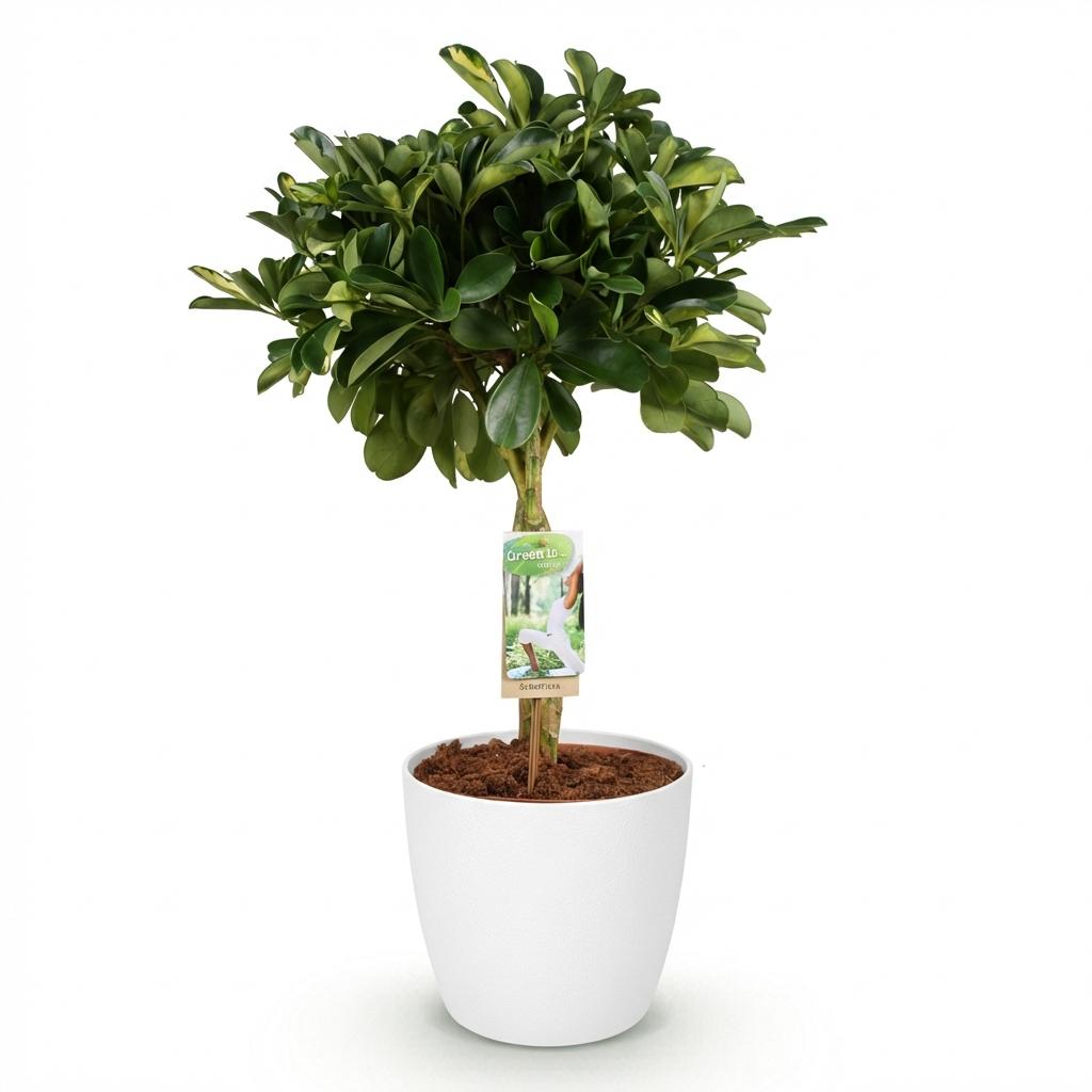 Schefflera Gold Capelle - Vingerboom - Weinig onderhoud - Groen - goud - 1 Plant - met Potter Wit - Pot 21cm - Hoogte 70-80cm