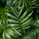 Chamaedorea elegans - Goudpalm - Huisdiervriendelijke Plant - Groen - 2 Planten - met Potter Wit - Pot 12cm - Hoogte 15cm