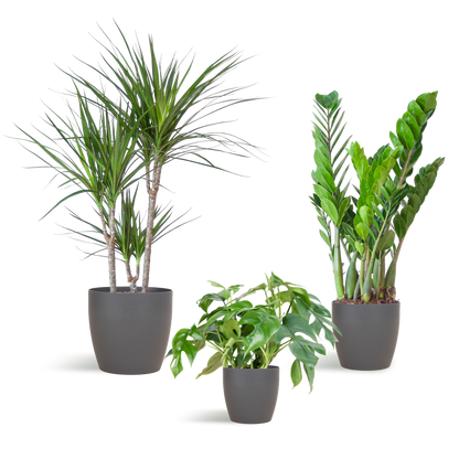 Schaduw Plantenset - incl. potten grijs