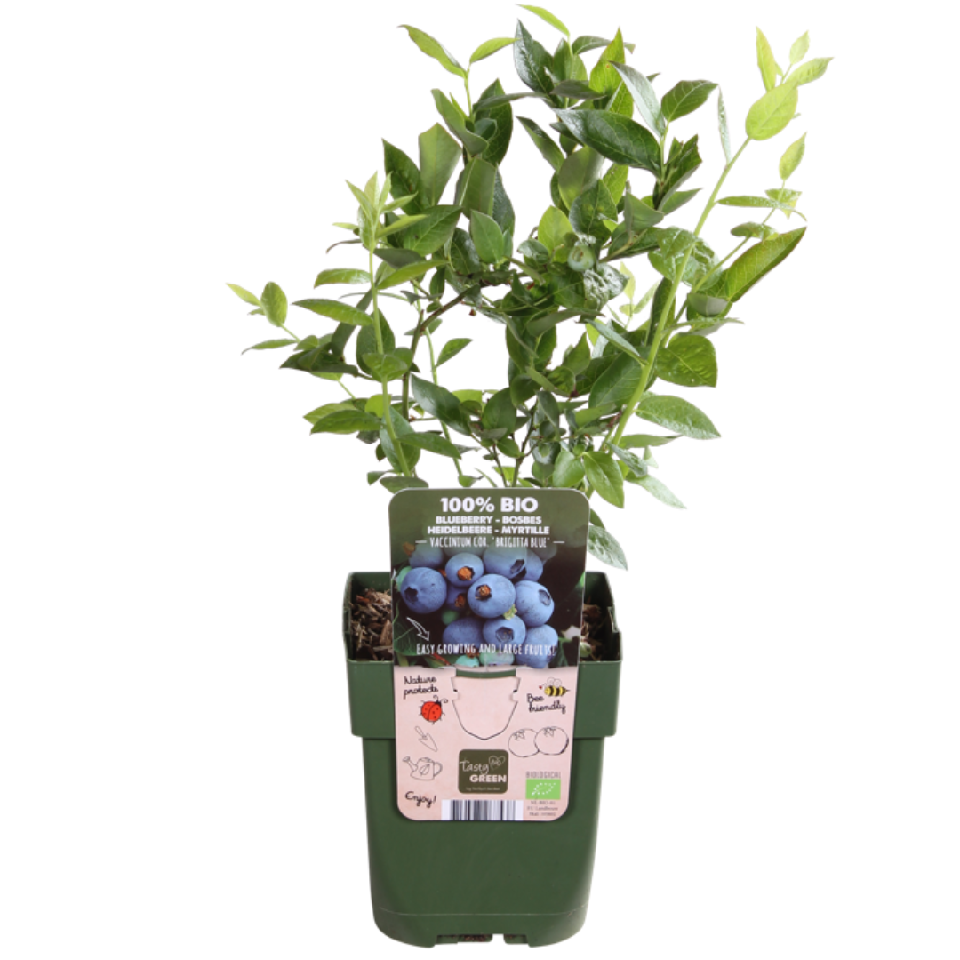 6 x Bosbessenplanten BIO - ↕20 cm - Ø 13 cm