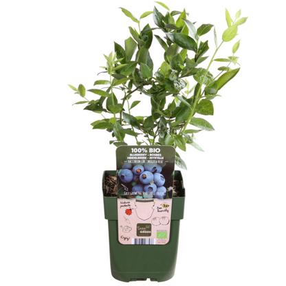 6 x Bosbessenplanten BIO - ↕20 cm - Ø 13 cm