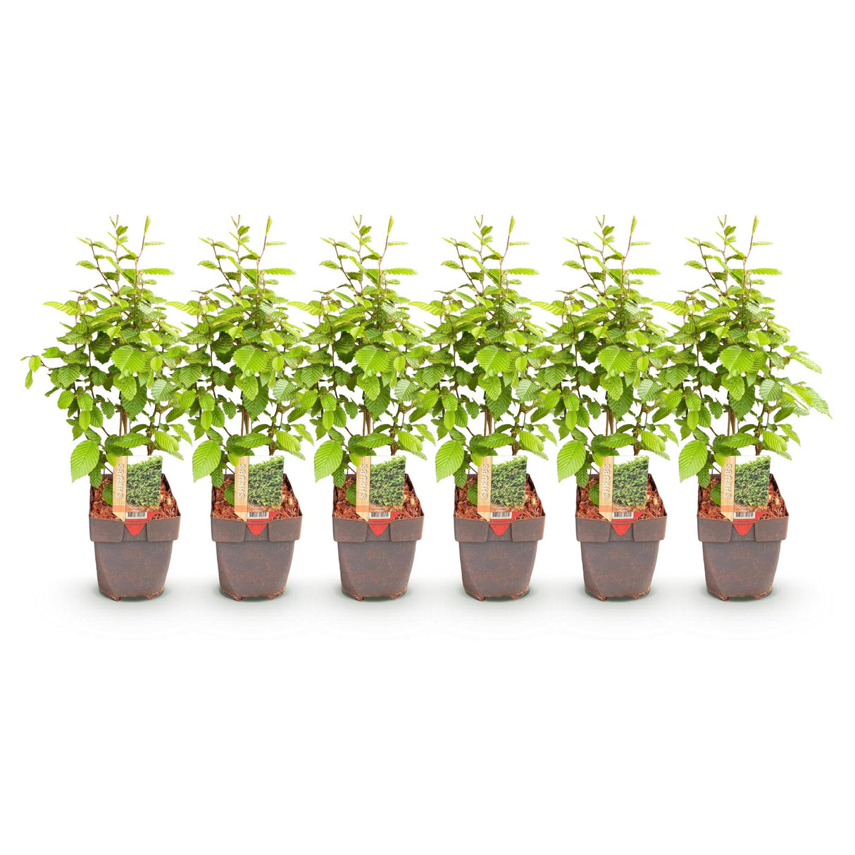 Green boutiQ - Haagplanten - Carpinus betulus -  blad groen - 6 planten - 1 strekkende meter - bladverliezend - pot 17cm hoogte 55cm