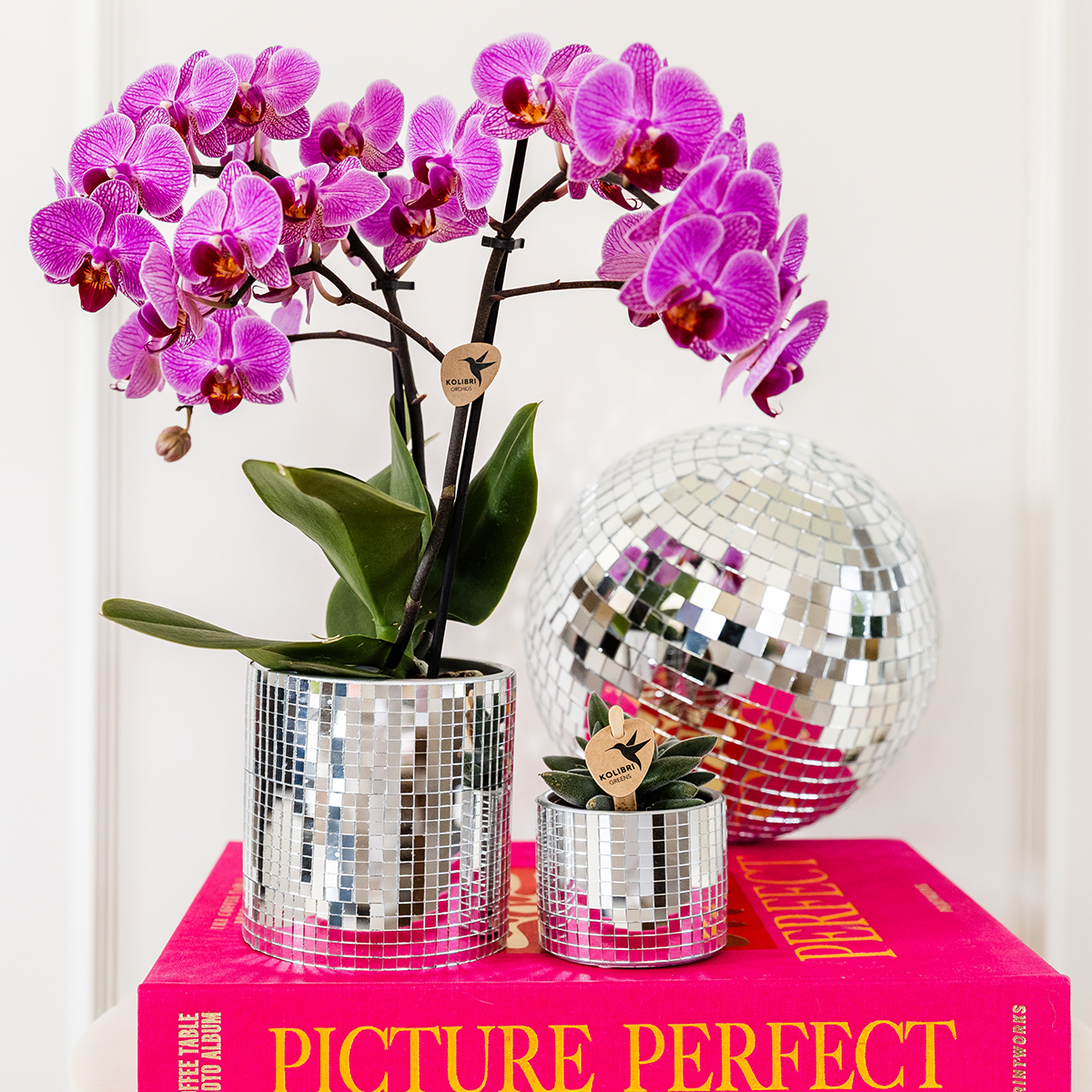 Plantenset Disco | Paarse Vienna orchidee Ø9cm + Succulent incl. keramieken sierpotten