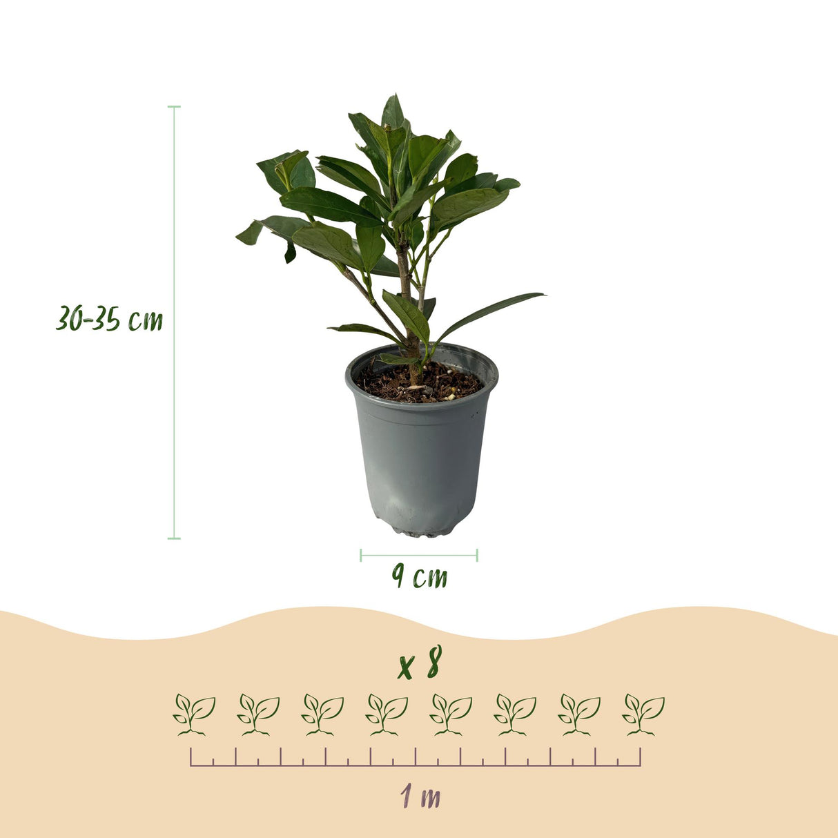 Green boutiQ - Haagplanten - Prunus laurocerasus Caucasica- blad groen - 8 planten - 1 strekkende meter - groenblijvend - pot 9cm hoogte 30-35cm