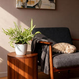 Pteris cretica Albolineata - Lintvaren - Huisdiervriendelijke Plant - Groen - 4 Planten - met Potter Wit - Pot 12cm - Hoogte 20cm