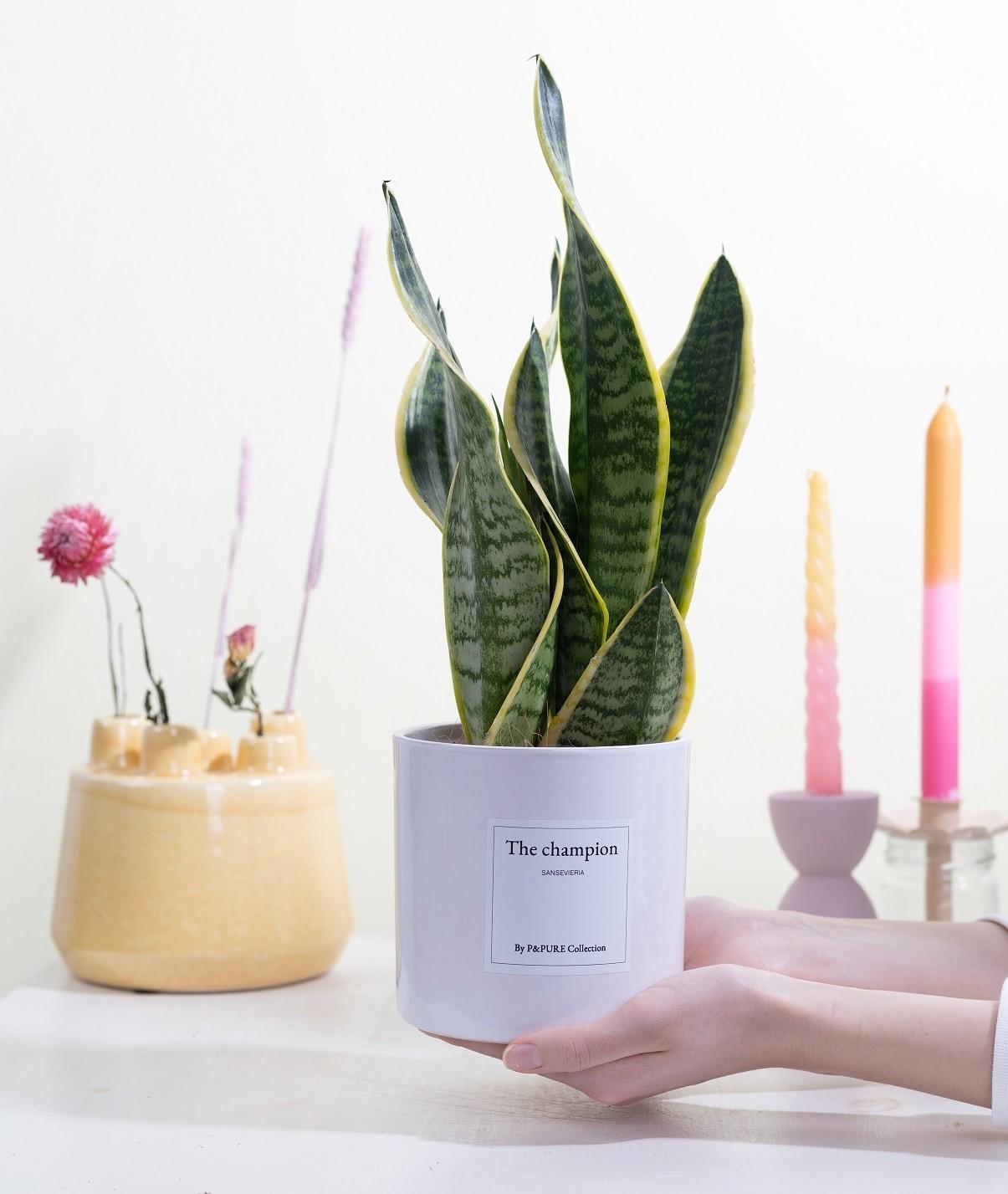 Sansevieria Gift "The Champion" WITH GREETING CARD! - Ø12cm - ↕30cm