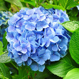 Hortensia / Hydrangea macrophylla Blue - Bloem Blauw - 1 Plant - Bladverliezend - Weinig Onderhoud - Pot 17cm Hoogte 30cm