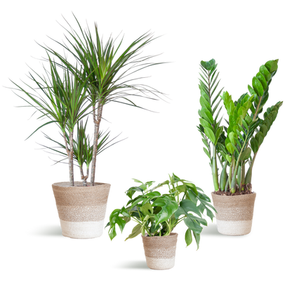 Schaduw Plantenset - incl. manden