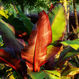 Green boutiQ - Obstpflanze - Bananenpflanze - Ensete ventricosum Maurelli - Winterhart - 2 Pflanzen - Topf 12cm Höhe 30cm
