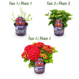 Hortensia - Hydrangea Forever & Ever - Rood - 7-12 Bloemen - Pot 23cm Hoogte 55cm