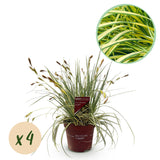 Siergrassen - Carex oshimensis Evergold - Geel & Groen - 4 Planten - Bladhoudend - Weinig Onderhoud - Pot 17cm Hoogte 50cm