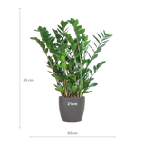 Zamioculcas Zamiifolia met Viber grijs - 80cm - Ø21