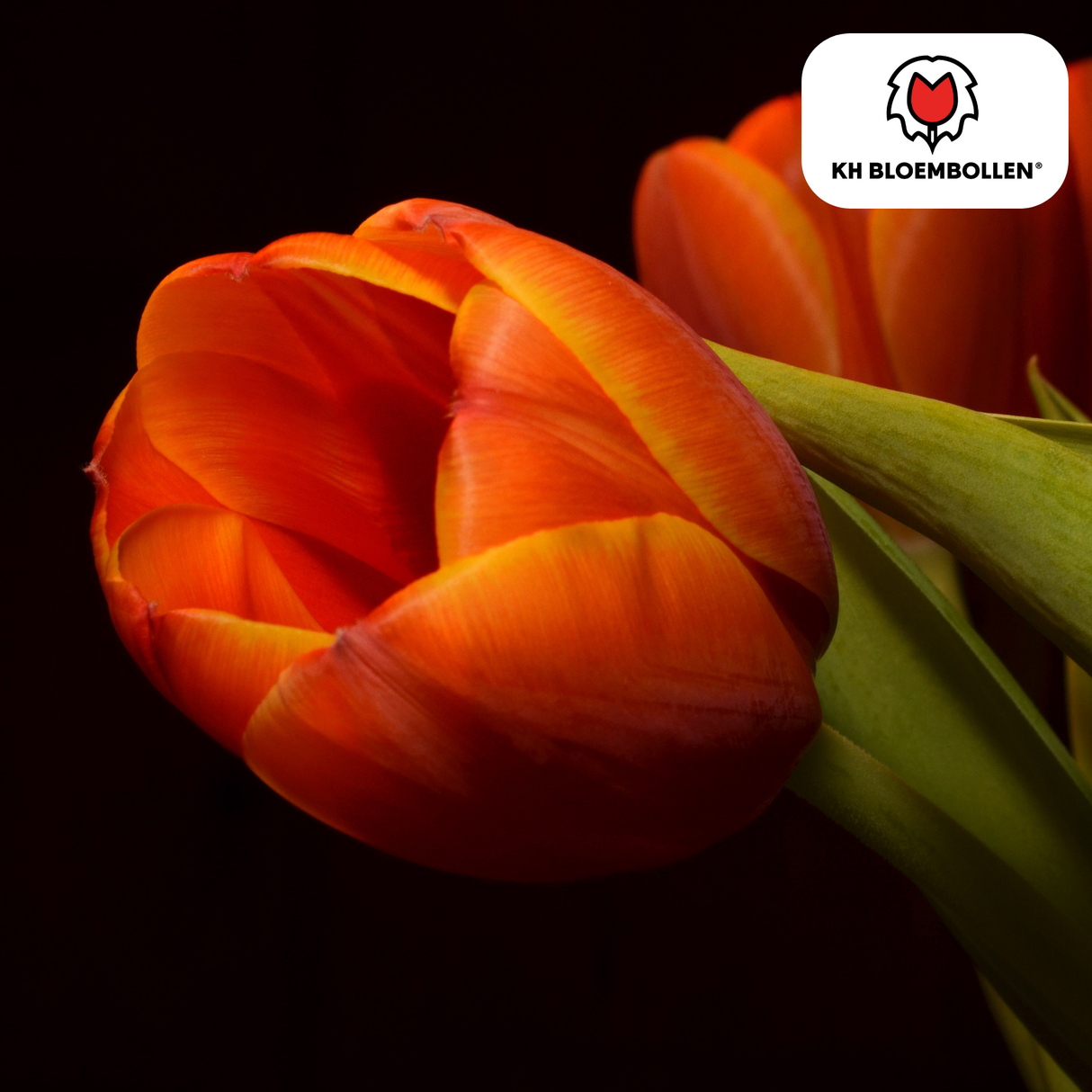 Tulpenbollen Dafeng – 20 Stuks | KH Bloembollen® | Oranje Tulp – Grootbloemig & Elegant – Voor Tuin of Pot – Maat 11/12 – Vers van de Teler!