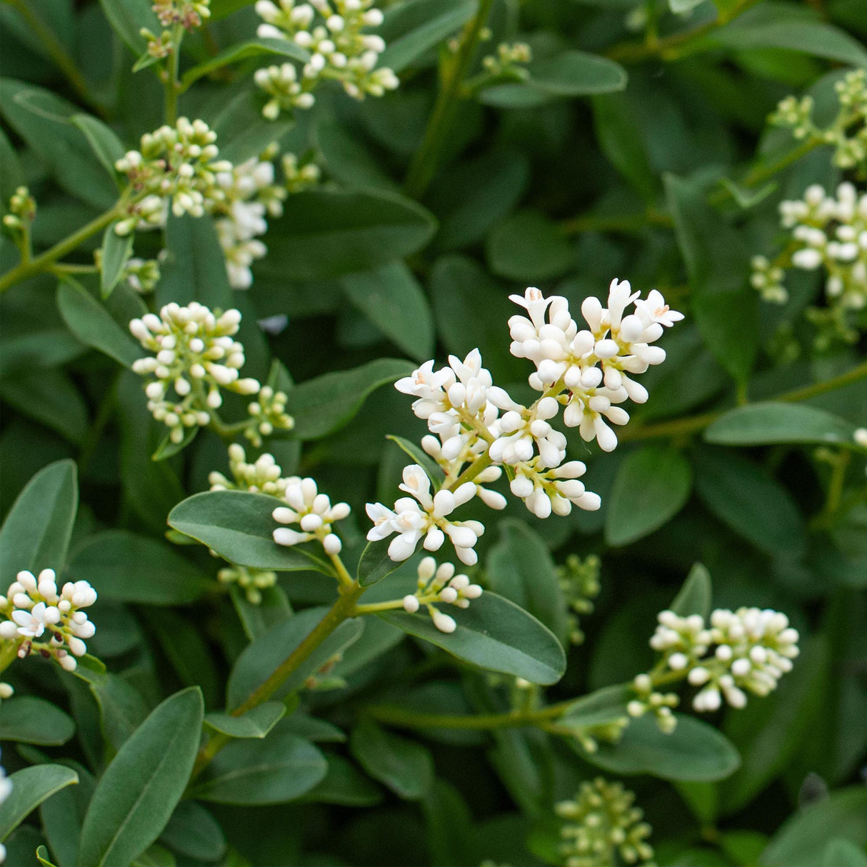 Green boutiQ - Haagplanten - Ligustrum ovalifolium - blad groen - 8 planten - 1 strekkende meter - groenblijvend - pot 9cm hoogte 35-40cm