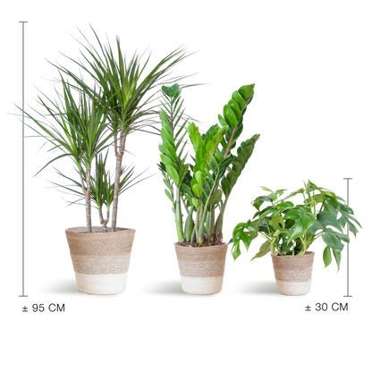 Schaduw Plantenset - incl. manden