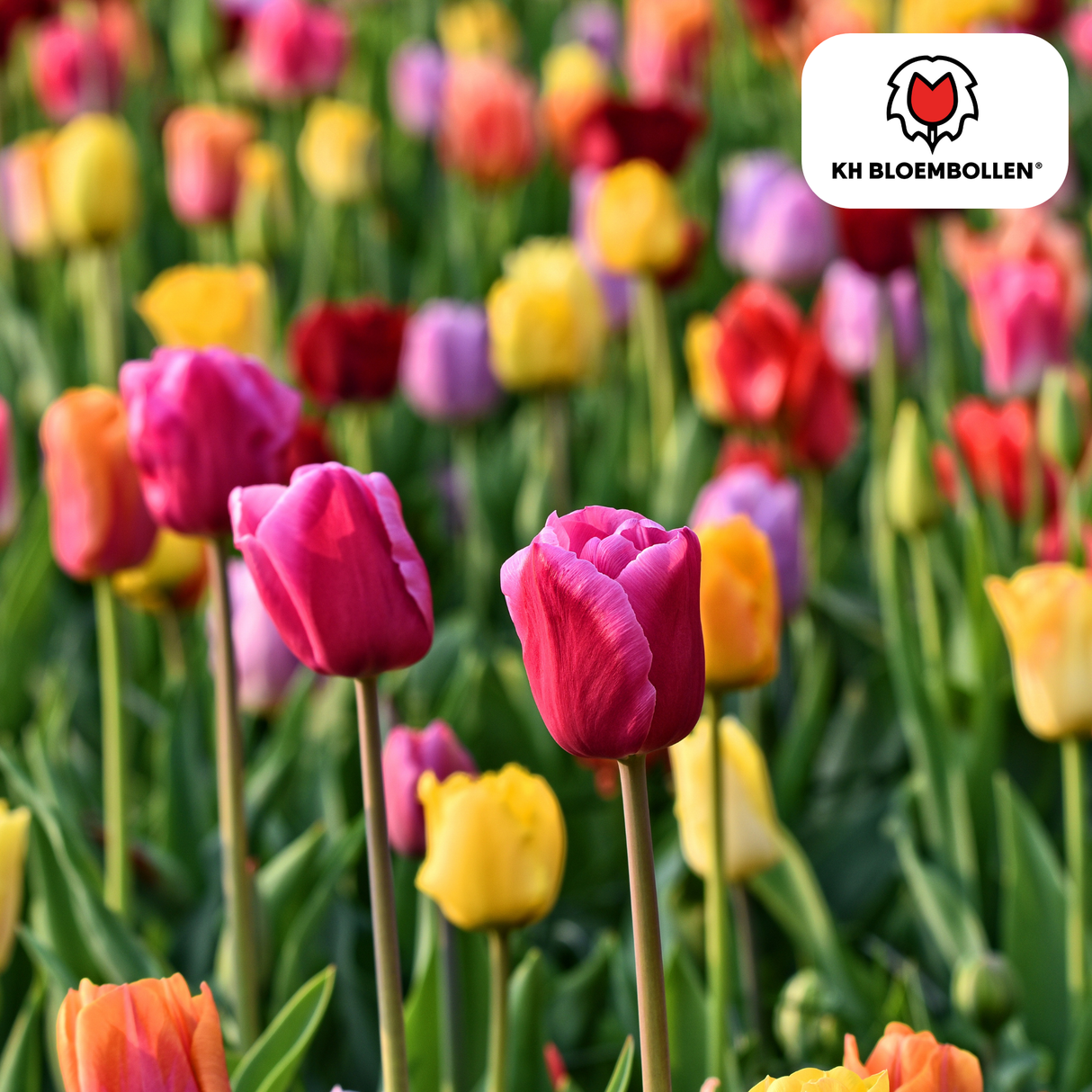 Tulpenbollen Mix – 20 Stuks | KH Bloembollen® | Kleurrijke Tulpenmix – Perfect voor Tuin of Pot – Maat 11/12 – Vers van de Teler
