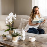 Plantenset Bloom Sand | Witte Niagara Falls orchidee 12cm + groene planten incl. Bloom Sand sierpotten