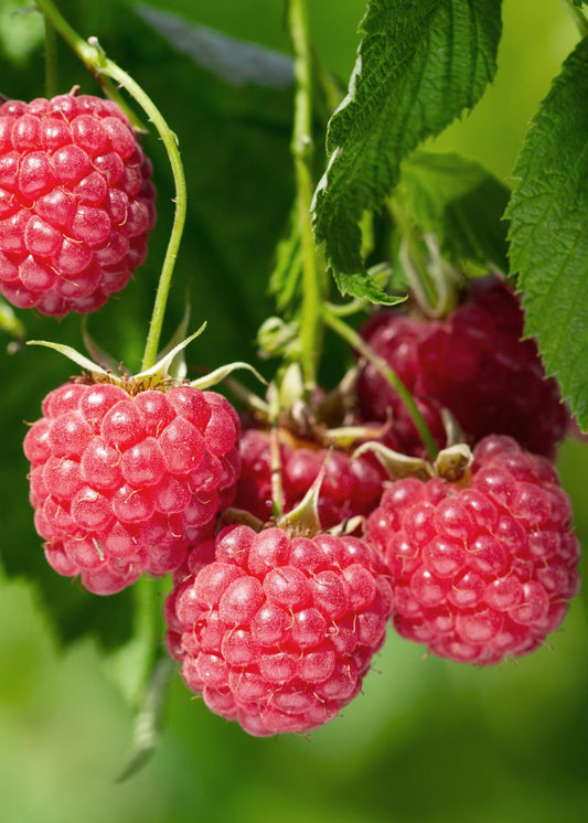 Rubus idaeus 'Malling Promise' - Framboos - ↕45cm - Ø13cm