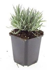 24x Lavandula int. 'Edelweiss' - ↕10-25cm - Ø9cm