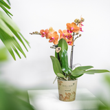 Kolibri Orchids | COMBI DEAL van 4 oranje Phalaenopsis orchideeën - Bolzano - potmaat Ø9cm | bloeiende kamerplant - vers van de kweker