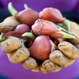 Tulpenbollen Strong Gold – 20 Stuks | KH Bloembollen® | Gele Tulp – Stralend & Krachtig – Voor Tuin of Pot – Maat 11/12 – Vers van de Teler