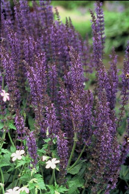 48x Salvia nem. 'Mainacht' - ↕10-25cm - Ø9cm