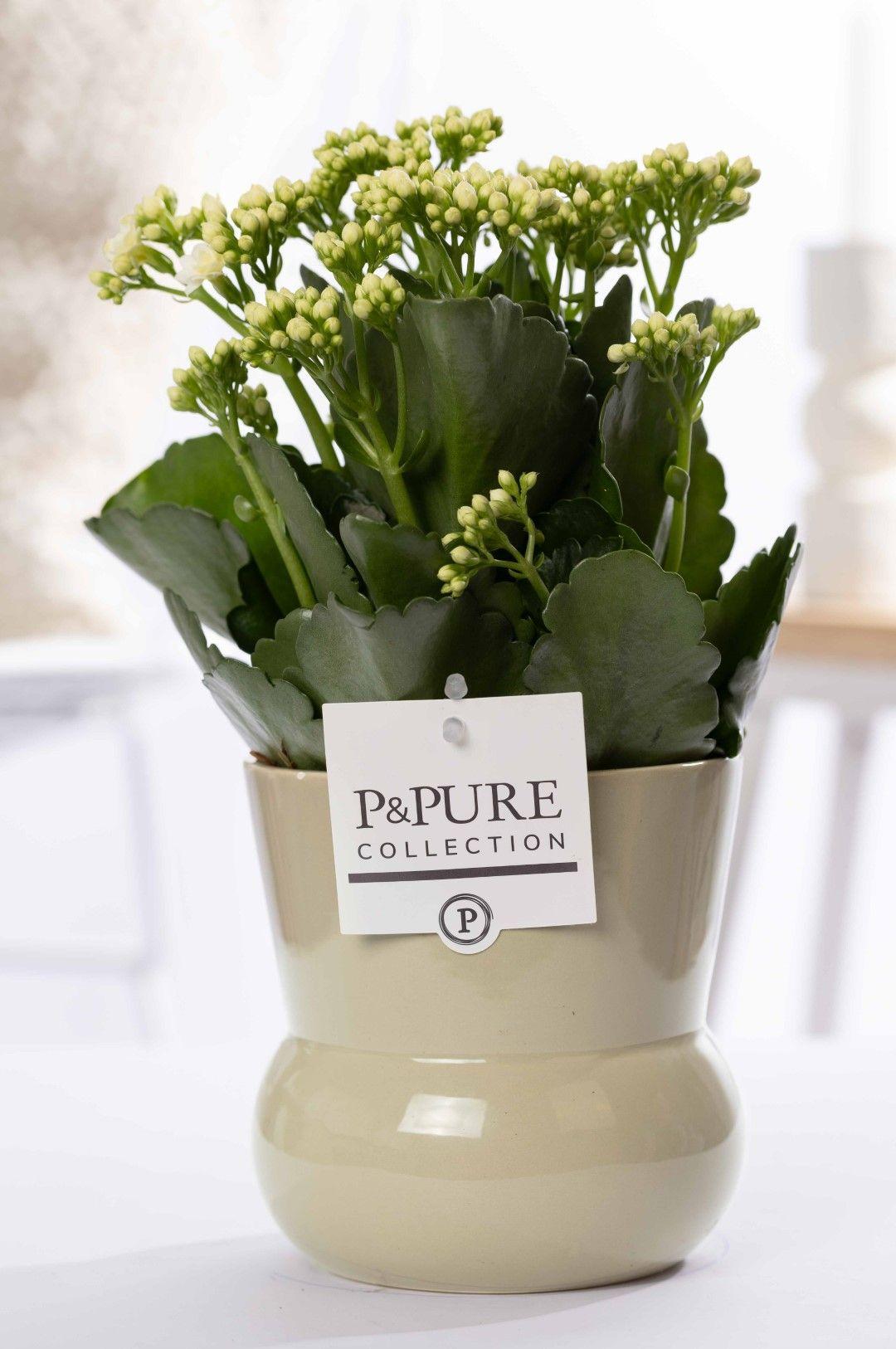 Kalanchoe White In P&PURE Plant Vase Maxima Green - Ø12cm - ↕27cm