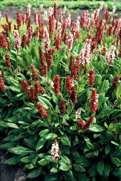 24x Persicaria aff. 'Darjeeling Red' - ↕10-25cm - Ø9cm