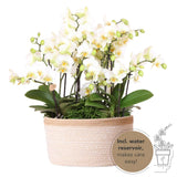 Kolibri Orchids | witte plantenset in Cotton Basket incl. waterreservoir | drie witte orchideeën Lausanne 9cm en drie groene planten | Jungle Bouquet wit met zelfvoorzienend waterreservoir