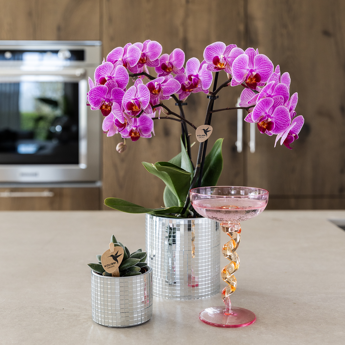 Paarse Vienna orchidee + Disco sierpot – potmaat Ø9cm | bloeiende kamerplant – vers van de kweker