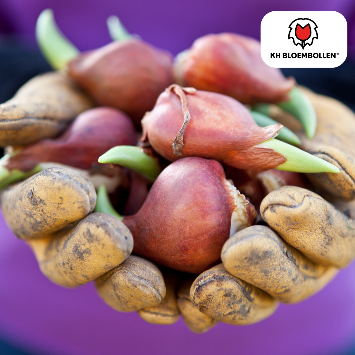 Tulpenbollen Dafeng – 20 Stuks | KH Bloembollen® | Oranje Tulp – Grootbloemig & Elegant – Voor Tuin of Pot – Maat 11/12 – Vers van de Teler!