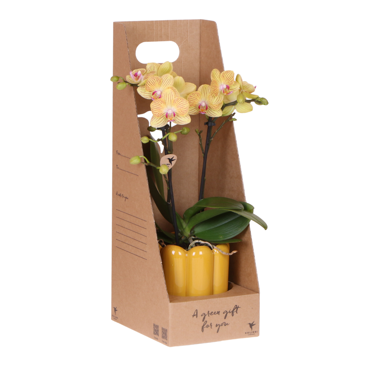 Kolibri Orchids | Gele Phalaenopsis Orchidee - Blossom Lima in Retro Sierpot Geel met Giftbox - Ø9 cm