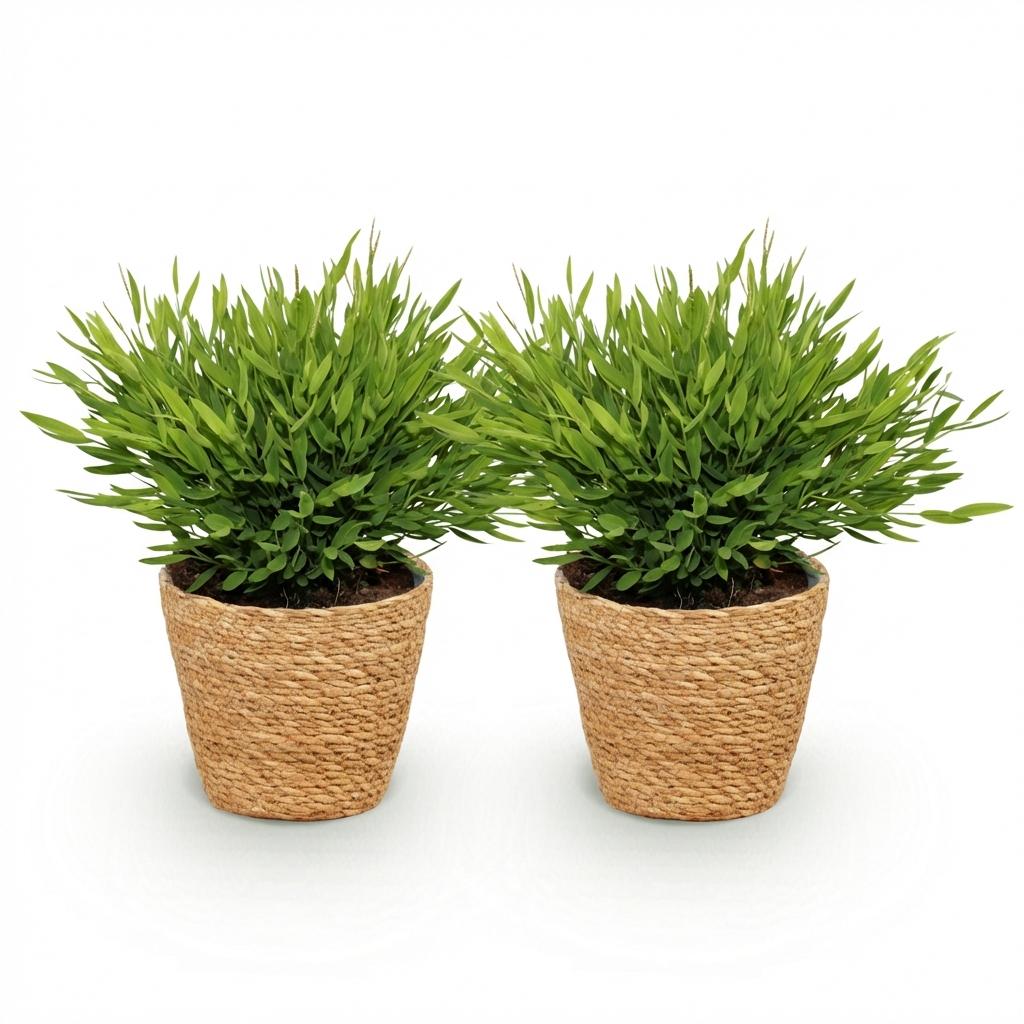 Bamusa Pogonatherum Monica - Bamboegras - Huisdiervriendelijke Plant - Groen - 2 Planten - met Mand - Pot 12cm - Hoogte 20cm