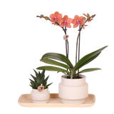 Kolibri Orchids | Gift Set Allure Wit - Oranje Phalaenopsis Orchidee Mineral Bolzano & Succulent