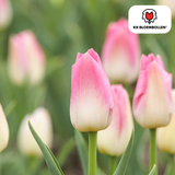 Tulpenbollen Dynasty – 20 Stuks | KH Bloembollen® | Roze Tulp – Elegant & Vol – Voor Tuin of Pot – Maat 11/12 – Vers van de Teler