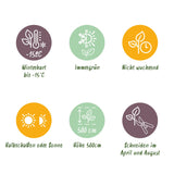 Green boutiQ - Haagplanten - Prunus laurocerasus Rotundifolia - blad groen - 8 planten - 1 strekkende meter - groenblijvend - pot 9cm hoogte 30-35cm