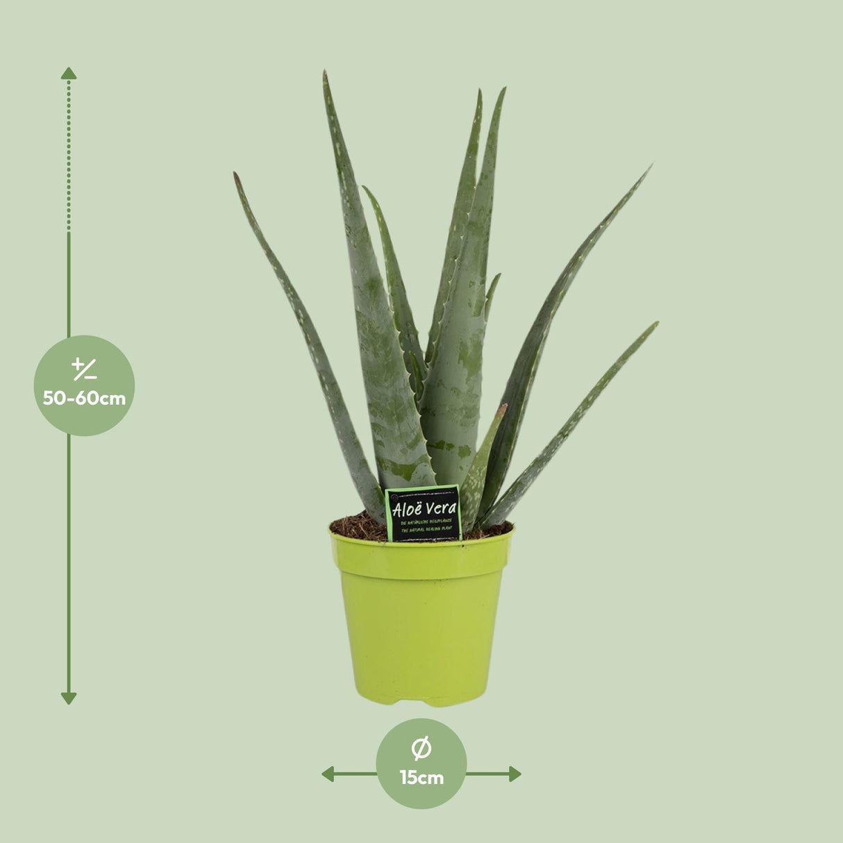 Aloe Vera - Ø15cm - ↕65cm