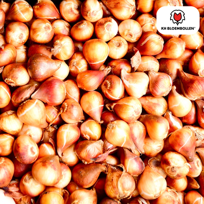 Tulpenbollen Dow Jones – 20 Stuks | KH Bloembollen® | Rood-Geel Gestreepte Tulp – Opvallend & Kleurrijk – Cadeau voor Tuin of Pot – Maat 11/12 – Vers van de Teler!
