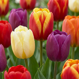 30x Tulipa Triumph Mix - Triomftulp mix - Diversen - Voorjaarsbloeier - Bolmaat 11/12