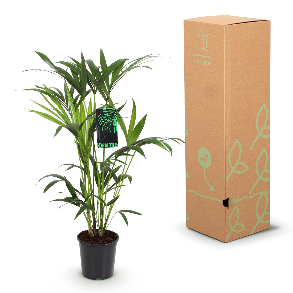 Howea Forsteriana - Kentia Palm - Weinig Onderhoud - Groen - 1 Plant - met Mand - Pot 19cm - Hoogte 80-85cm