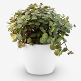 Calissia repens - Kattengras - Huisdiervriendelijk - Groen - 1 Plant - met Potter Wit - Pot 12cm - Hoogte 17-20cm