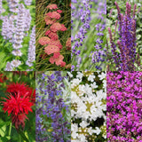 Borderpakket - Geurend - 8 Vaste planten - 1 m2 - Diversen kleuren - Weinig Onderhoud - Pot 11cm