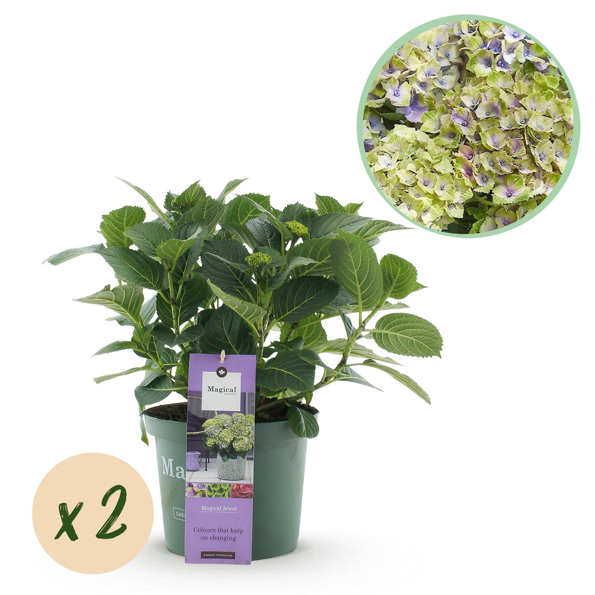 Green boutiQ - Terrasplant - Hortensia - Hydrangea Magical Jewel Blue - Blauw - 6-10 Bloemen - 2 Planten - Pot 23cm Hoogte 55cm