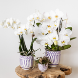 Kolibri Orchids | witte Phalaenopsis orchidee potmaat Ø9cm | Amabilis | bloeiende kamerplant - vers van de kweker