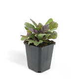 48x Ajuga reptans 'Burgundy Glow' - ↕10-25cm - Ø9cm